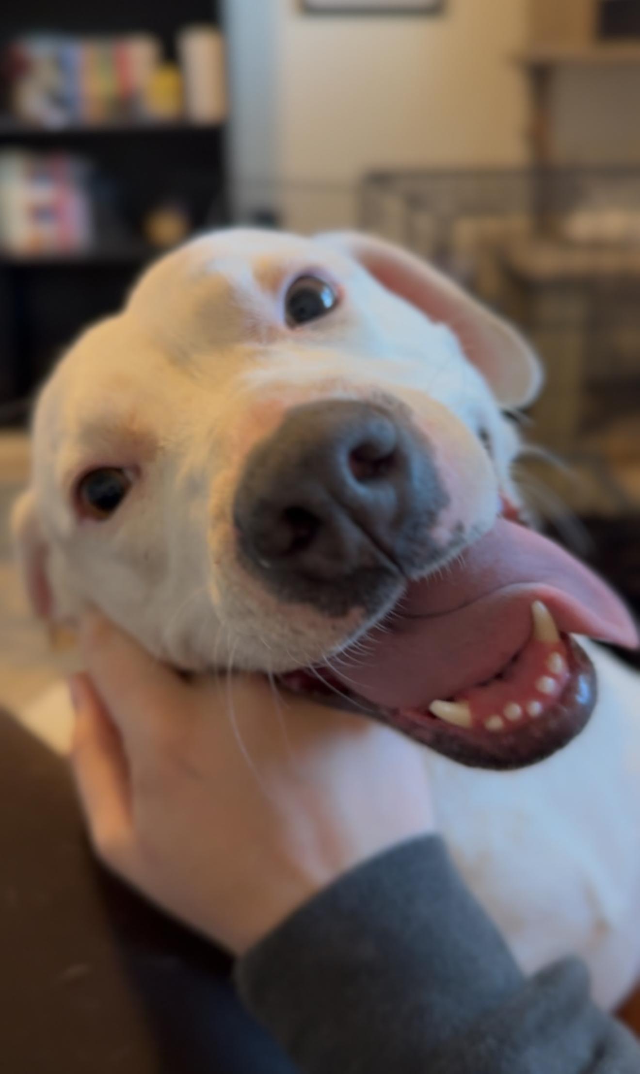 Enlarge Morticia Addams, a Adoptable mixed breed in Christiana, DE image 3/6