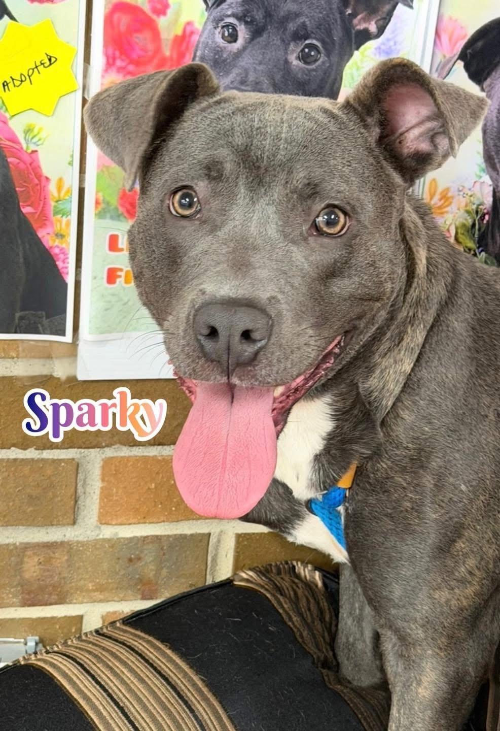 Sparky, ADOPTABLE, Adult Male Mixed Breed.