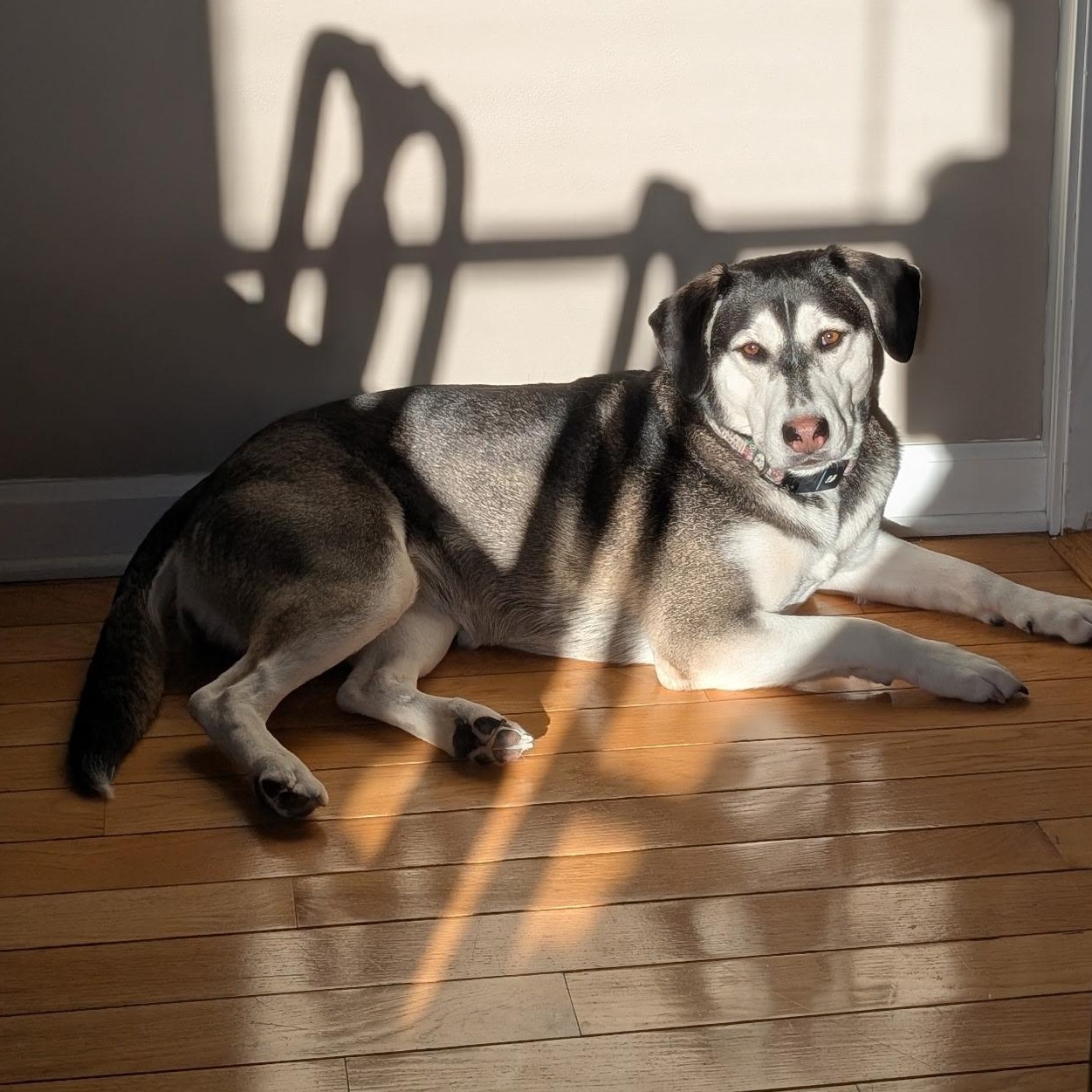 Enlarge Chelsea, a Adoptable mixed breed in Griswold, CT image 4/6