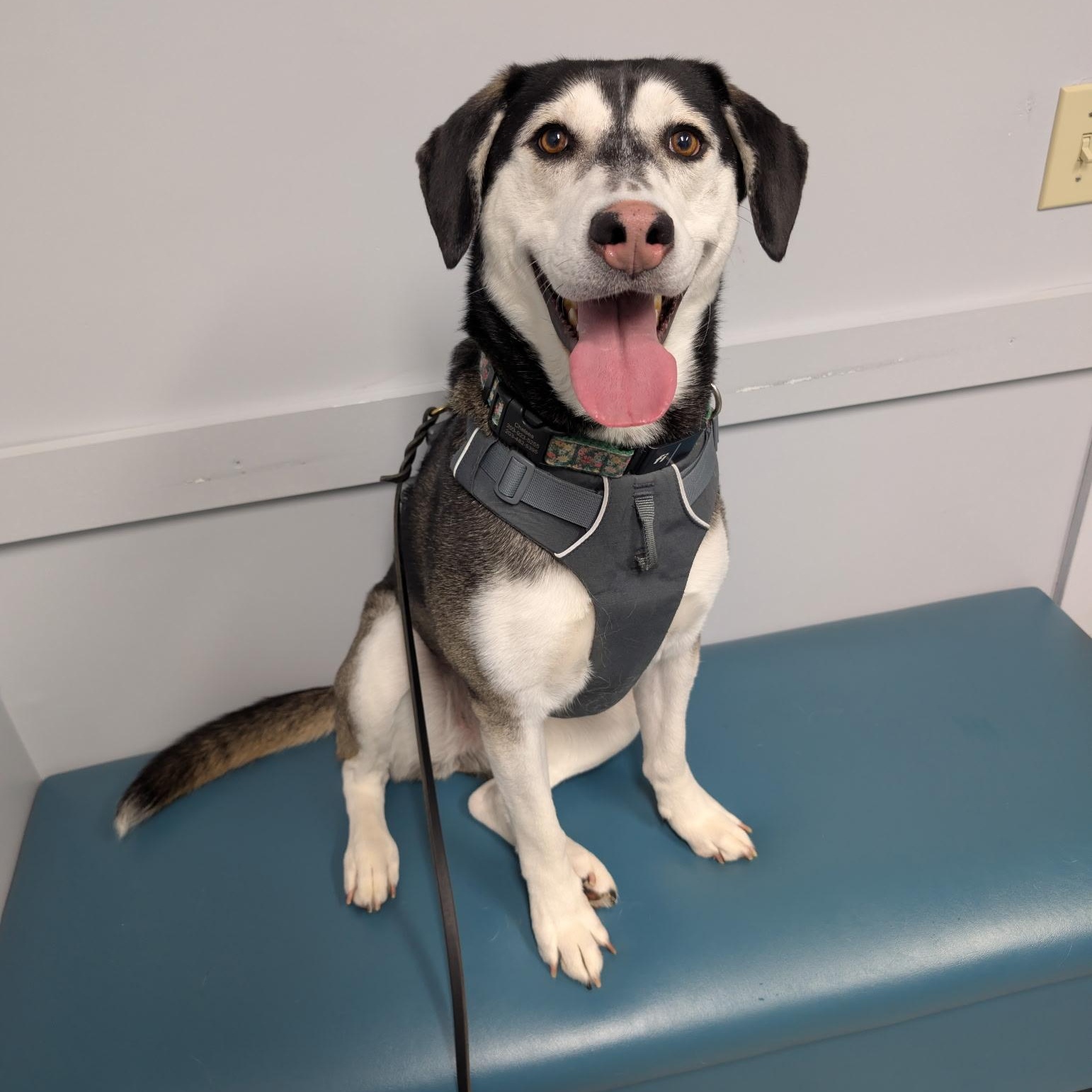 Enlarge Chelsea, a Adoptable mixed breed in Griswold, CT image 2/6