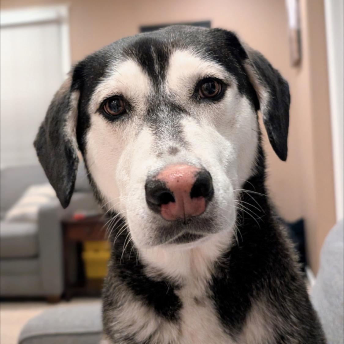 Chelsea, Adoptable, Adult Female Husky & Labrador Retriever.