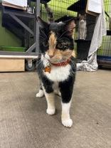 Samantha, adopted, Senior Female Calico.