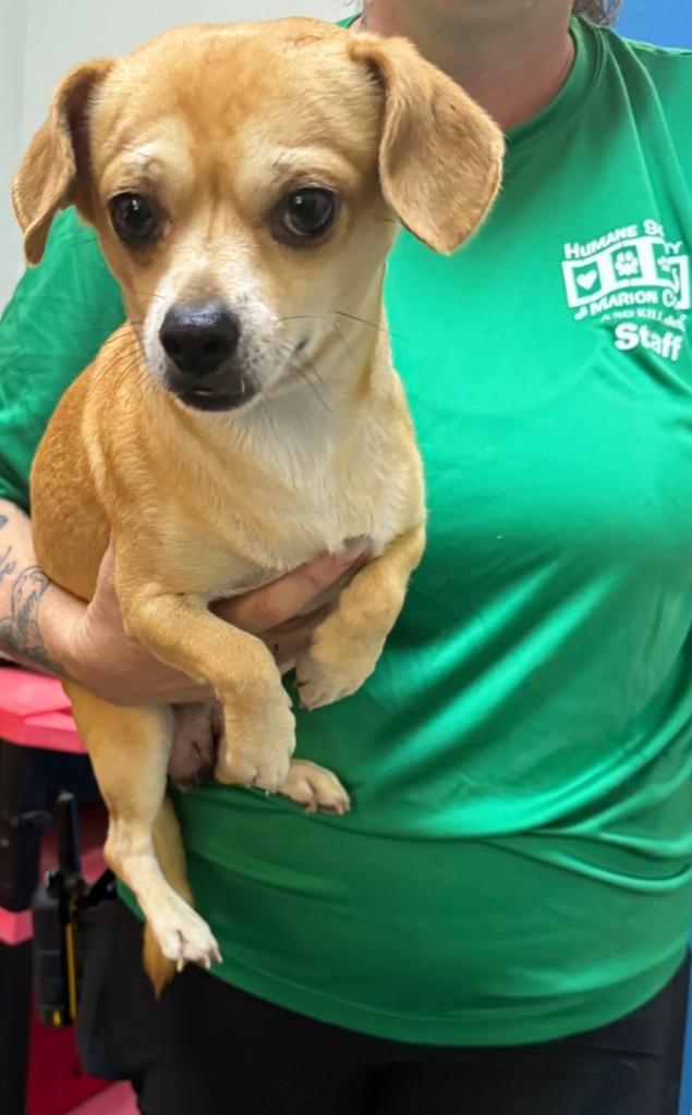 Blondie, Adoptable, Young Male Mixed Breed.