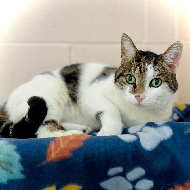 Allie, Adoptable, Senior Female Domestic Short Hair.