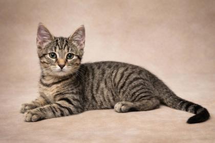 Enlarge Grackle, a Adoptable mixed breed in Wilkesboro, NC image 1/3