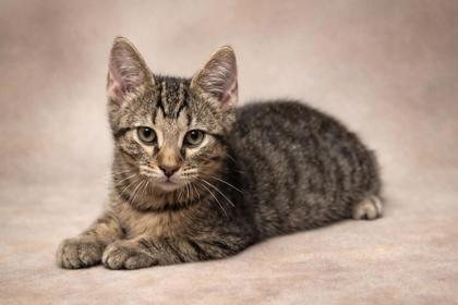 Enlarge Grackle, a Adoptable mixed breed in Wilkesboro, NC image 3/3