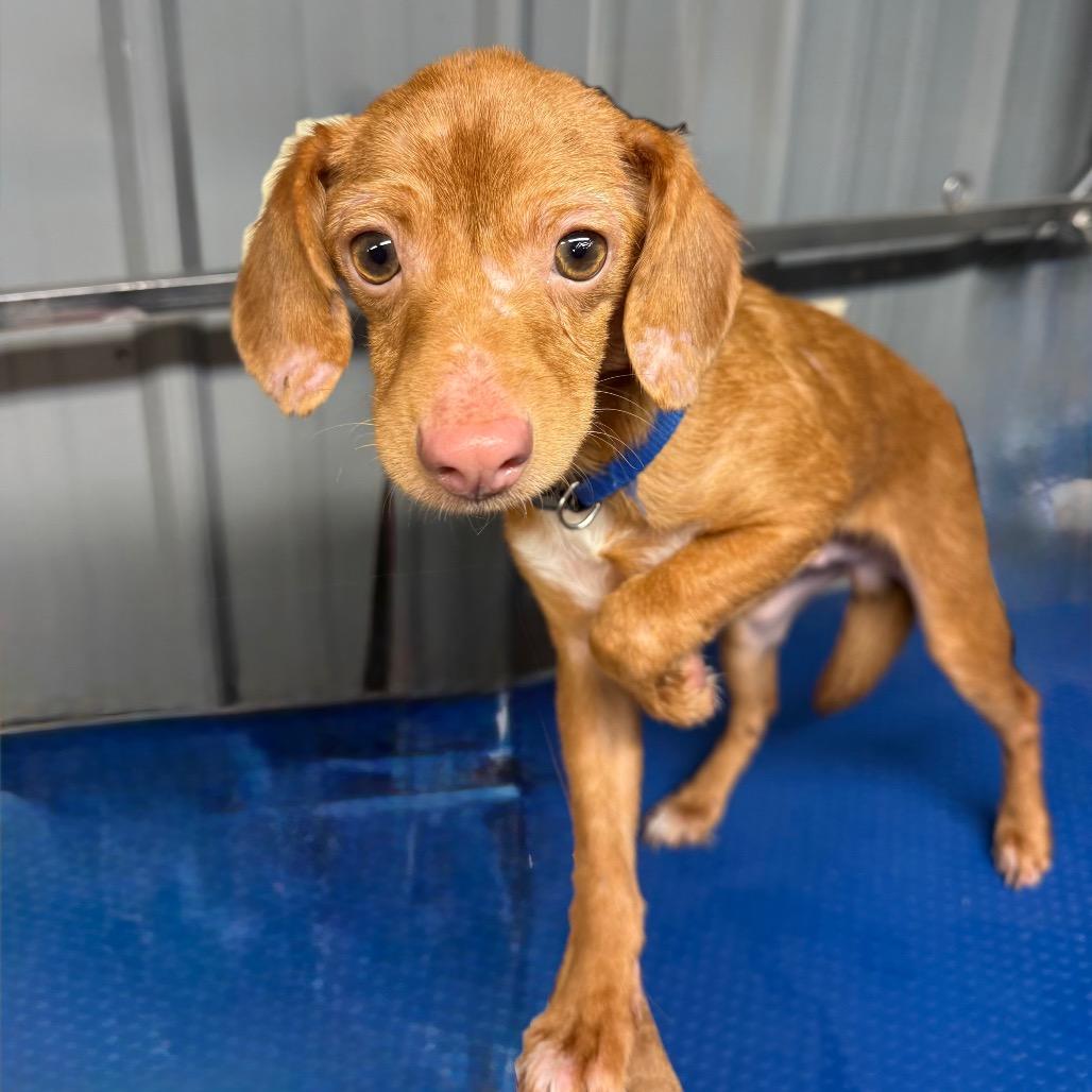 Milo, Adoptable, Young Male Chihuahua & Beagle.