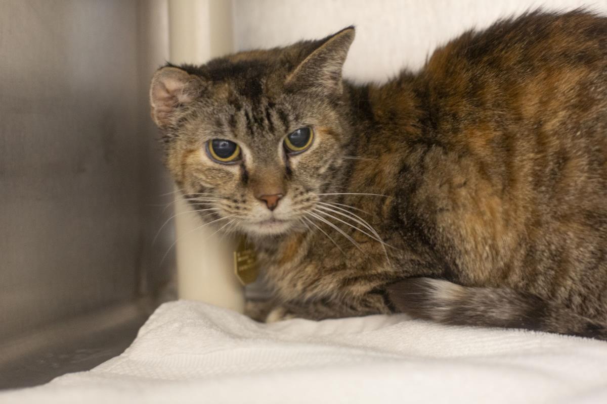 Sadie, Adoptable, Adult Female Domestic Short Hair & Torbie.