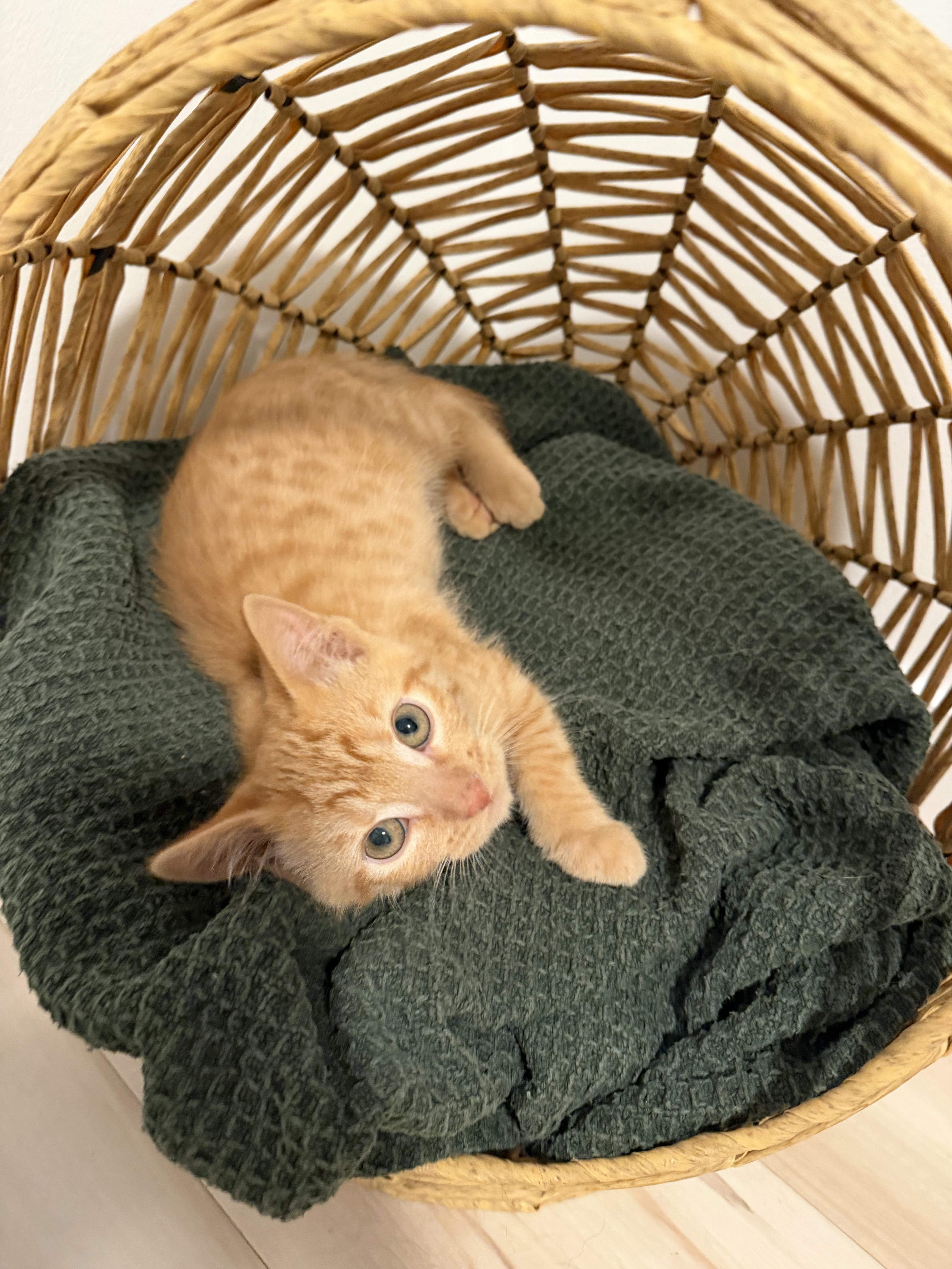 30102025C, Adopted, Young Male Domestic Short Hair.