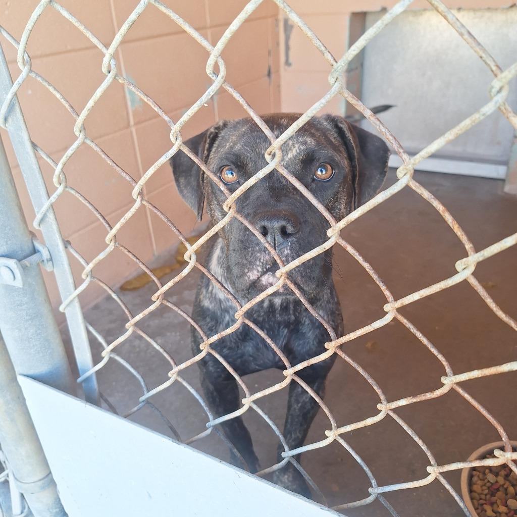Bunny Bread, Adoptable, Young Female Pit Bull Terrier.