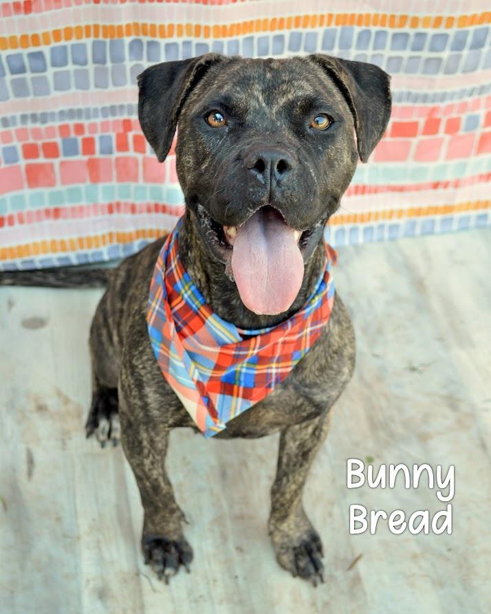 Bunny Bread, a Adoptable Pit Bull Terrier in Gautier, MS image 2/2