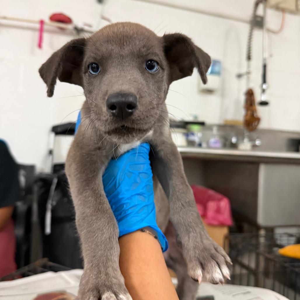 Katie, Adoptable, Puppy Female Great Dane & Mixed Breed.