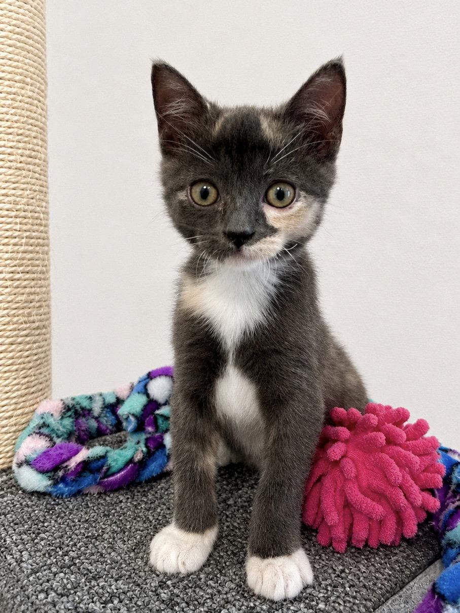 Fiona, Adopted, Kitten Female Domestic Short Hair & Tortoiseshell.