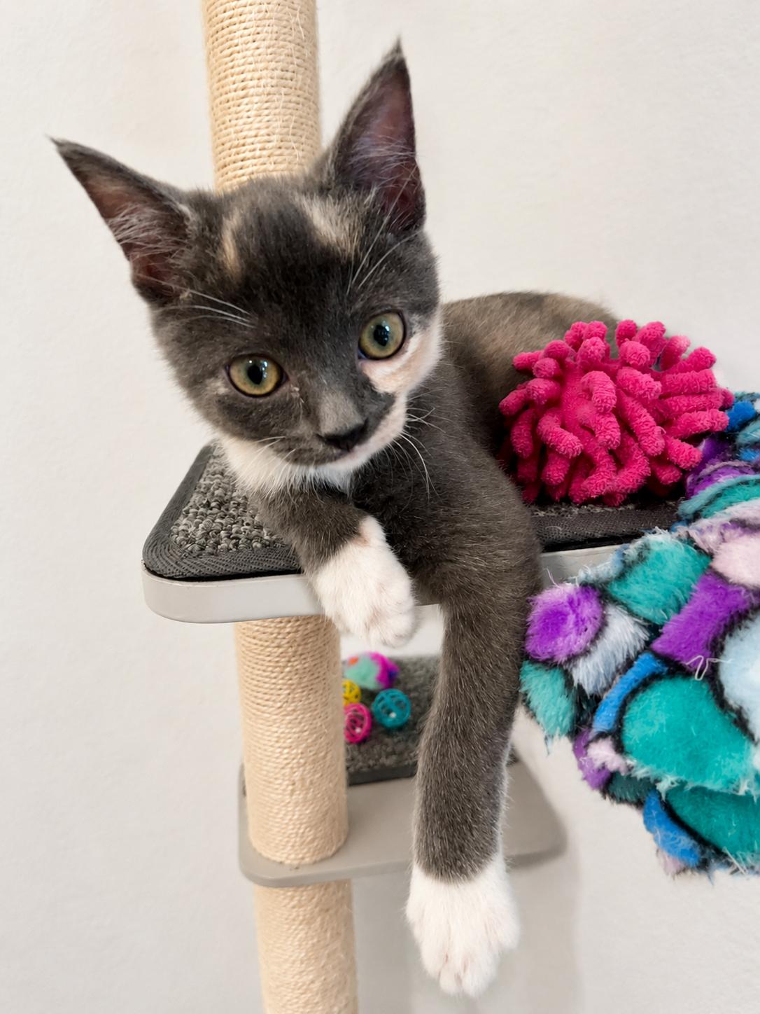 Fiona, a Adopted mixed breed in Plano, TX image 2/3