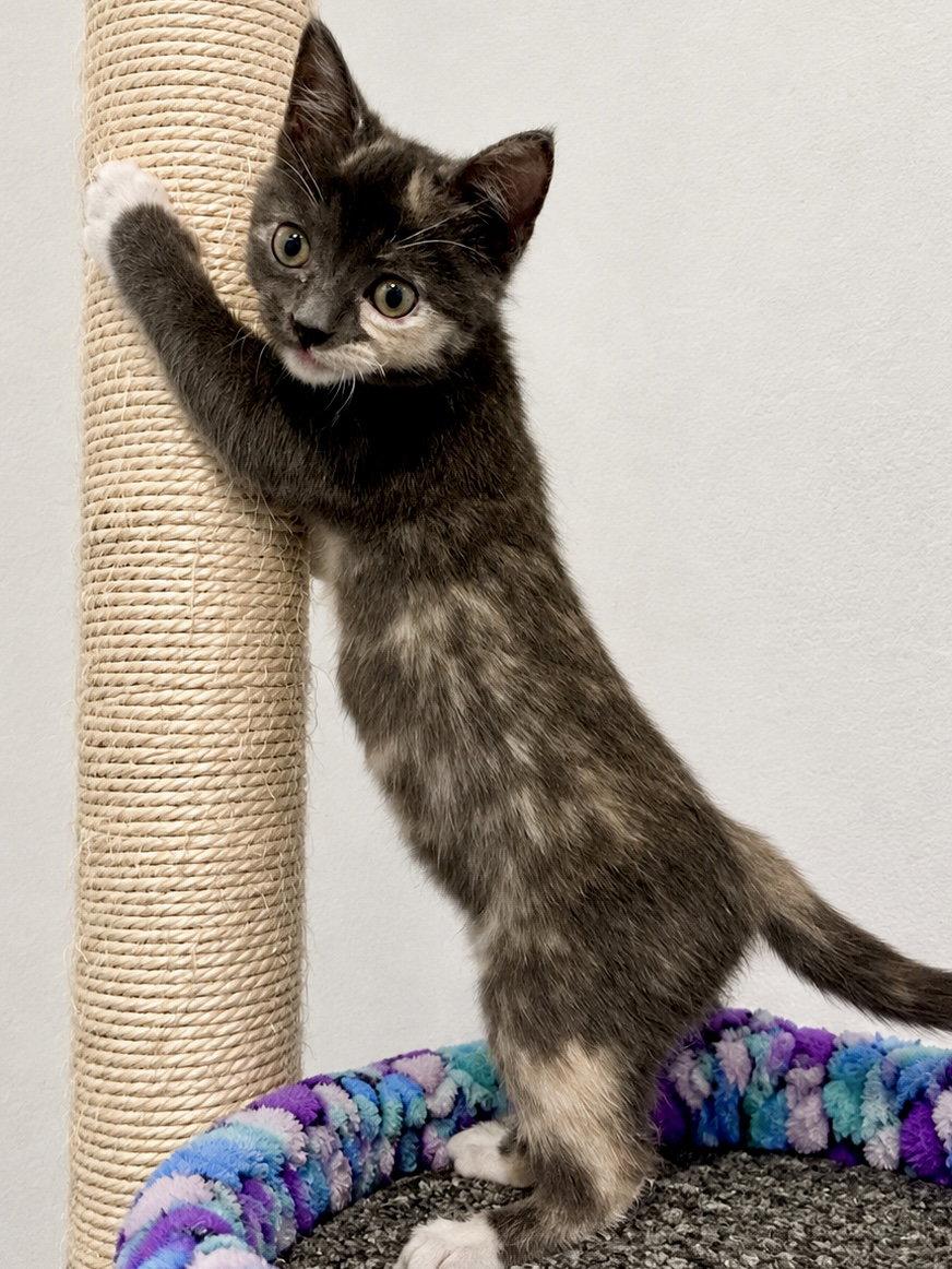 Fiona, a Adopted mixed breed in Plano, TX image 3/3