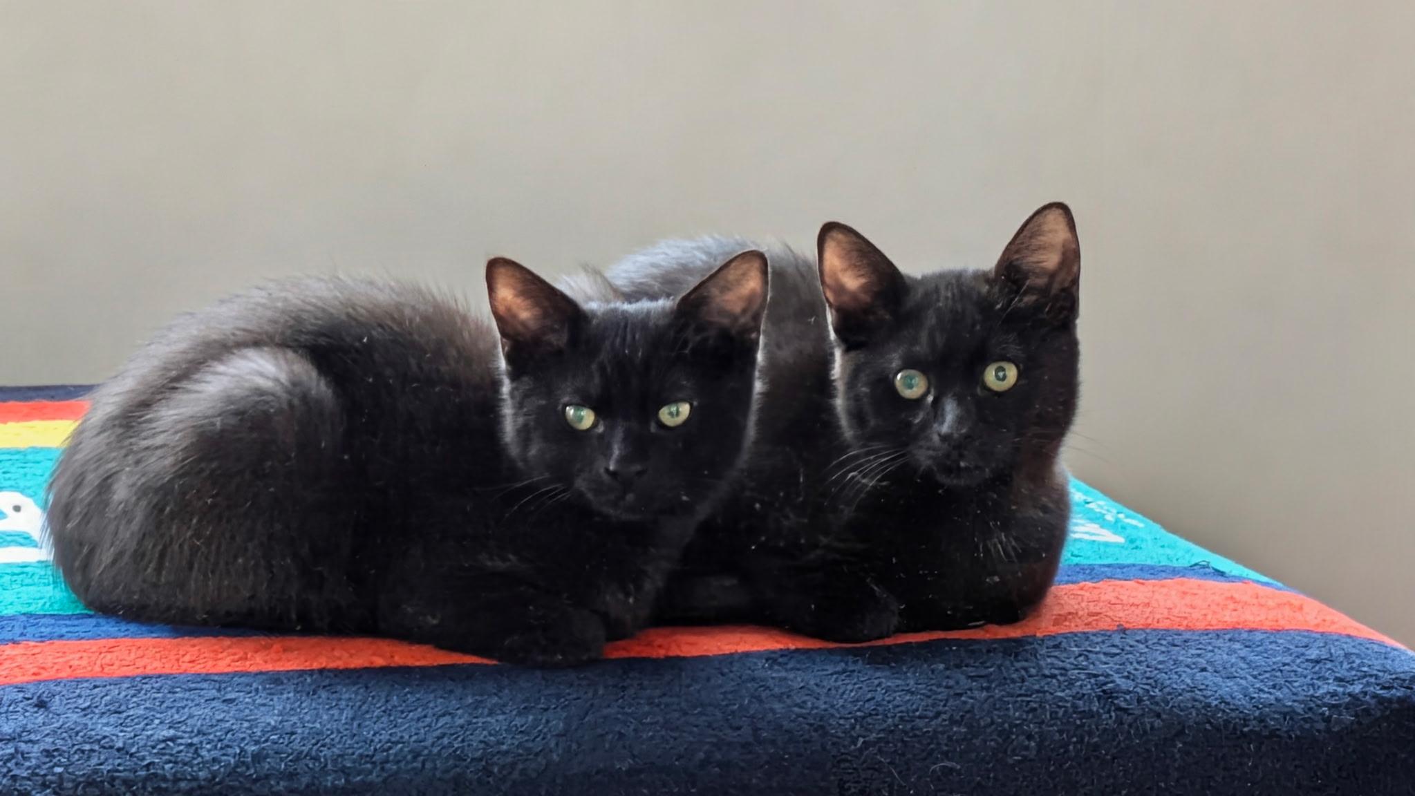 Hocus & Pocus, adopted, Kitten Male Domestic Short Hair.