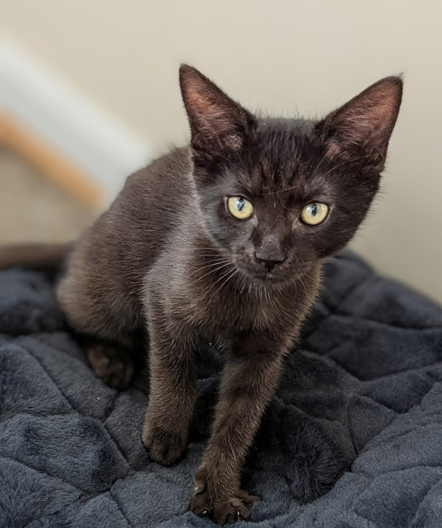 Enlarge Hocus & Pocus, an adopted mixed breed in Annapolis, MD image 2/6