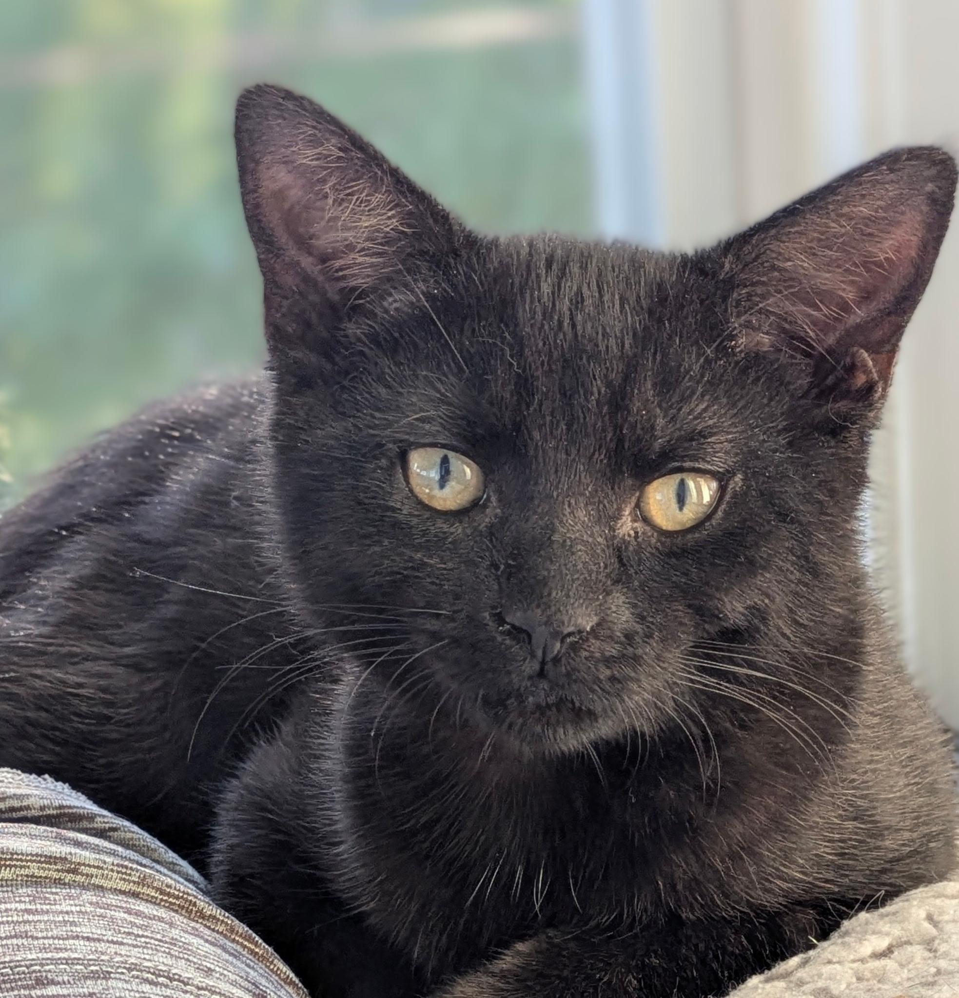 Enlarge Hocus & Pocus, an adopted mixed breed in Annapolis, MD image 3/6