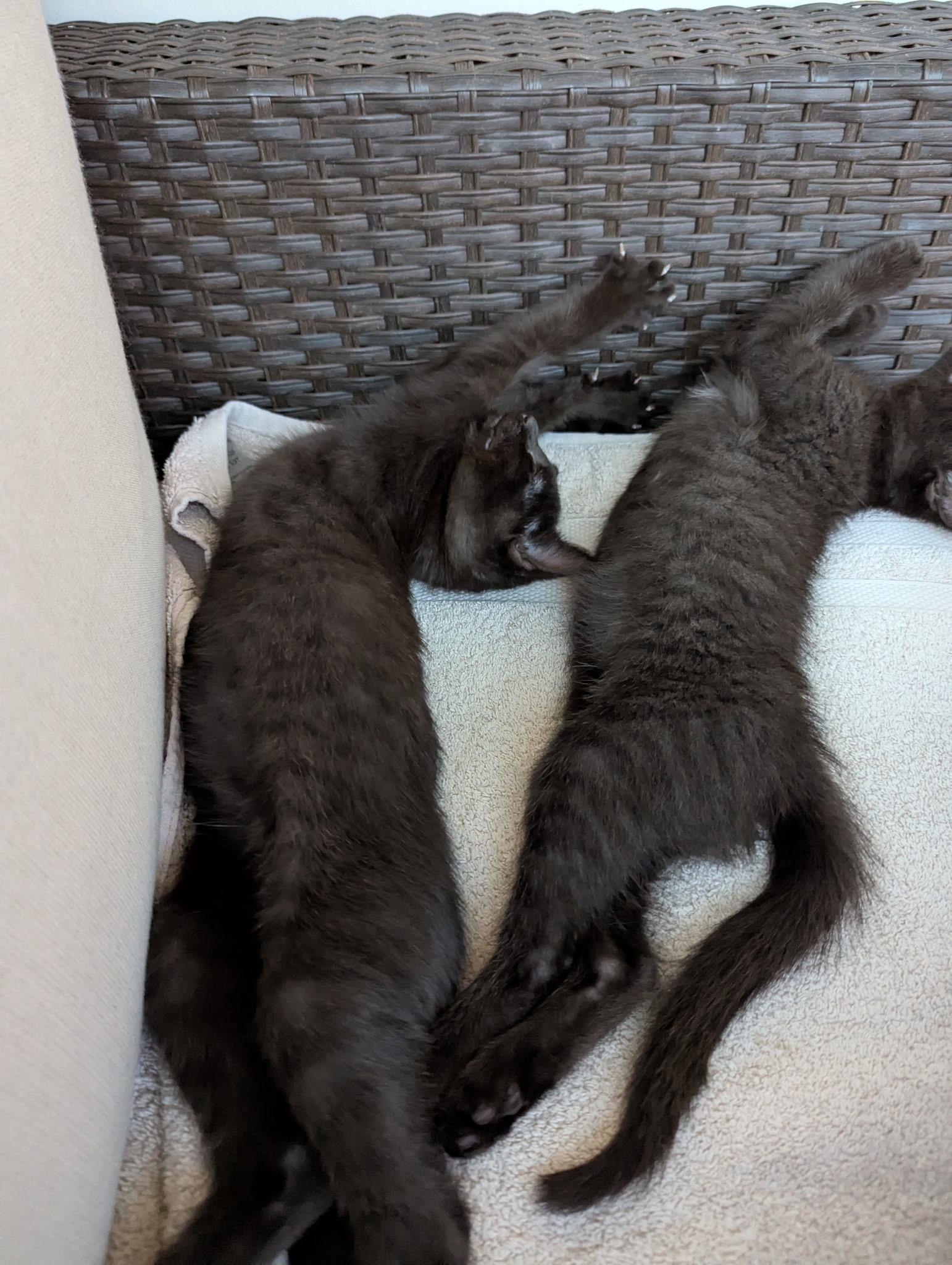 Enlarge Hocus & Pocus, an adopted mixed breed in Annapolis, MD image 4/6