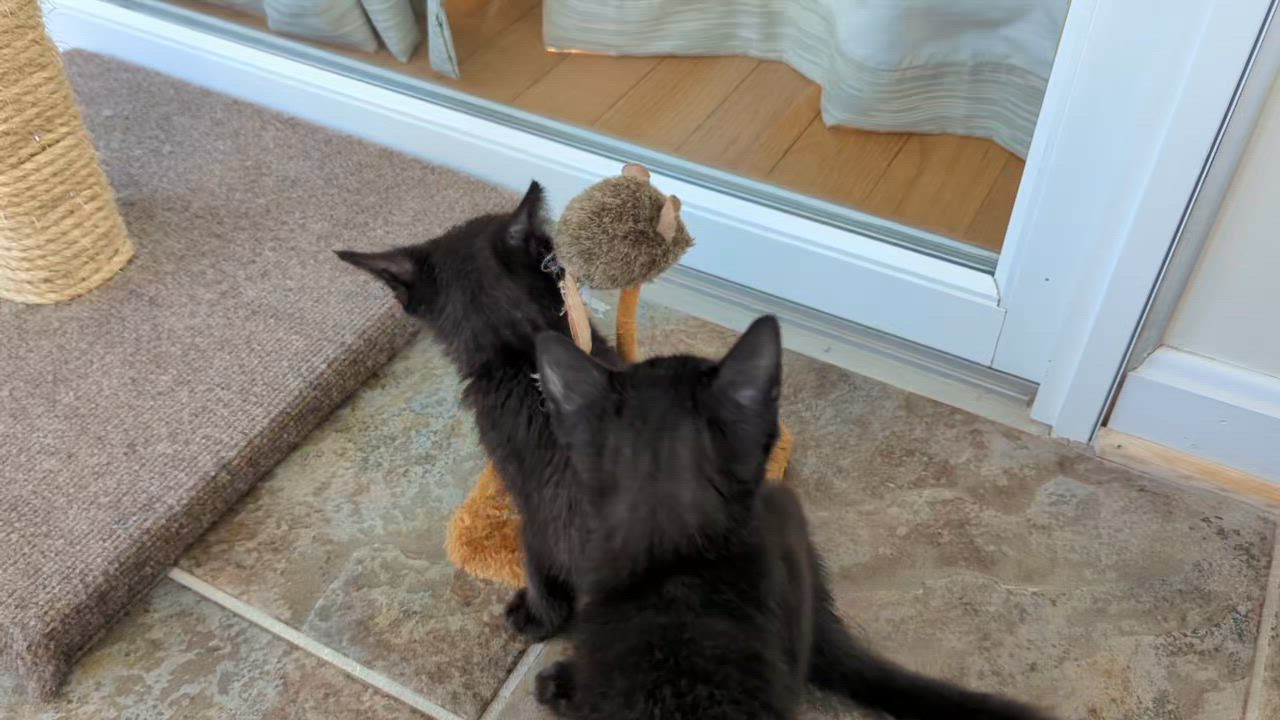 Enlarge Hocus & Pocus, an adopted mixed breed in Annapolis, MD video 5/6