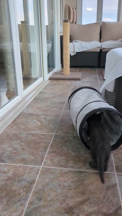 Enlarge Hocus & Pocus, an adopted mixed breed in Annapolis, MD video 6/6