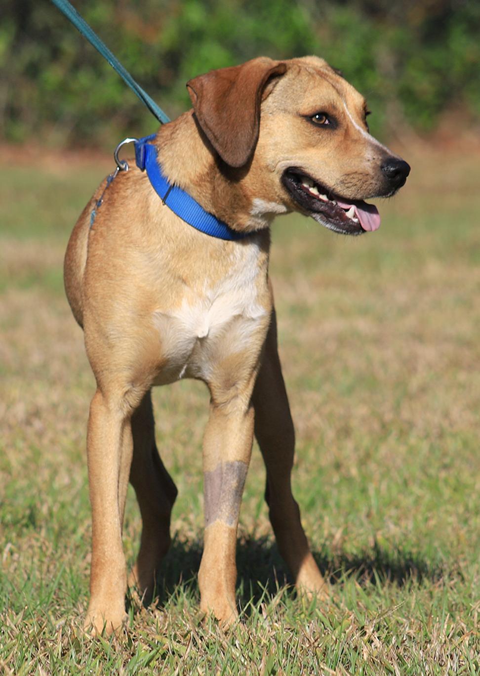 Enlarge Spartan, a Adoptable mixed breed in North Fort Myers, FL image 1/5