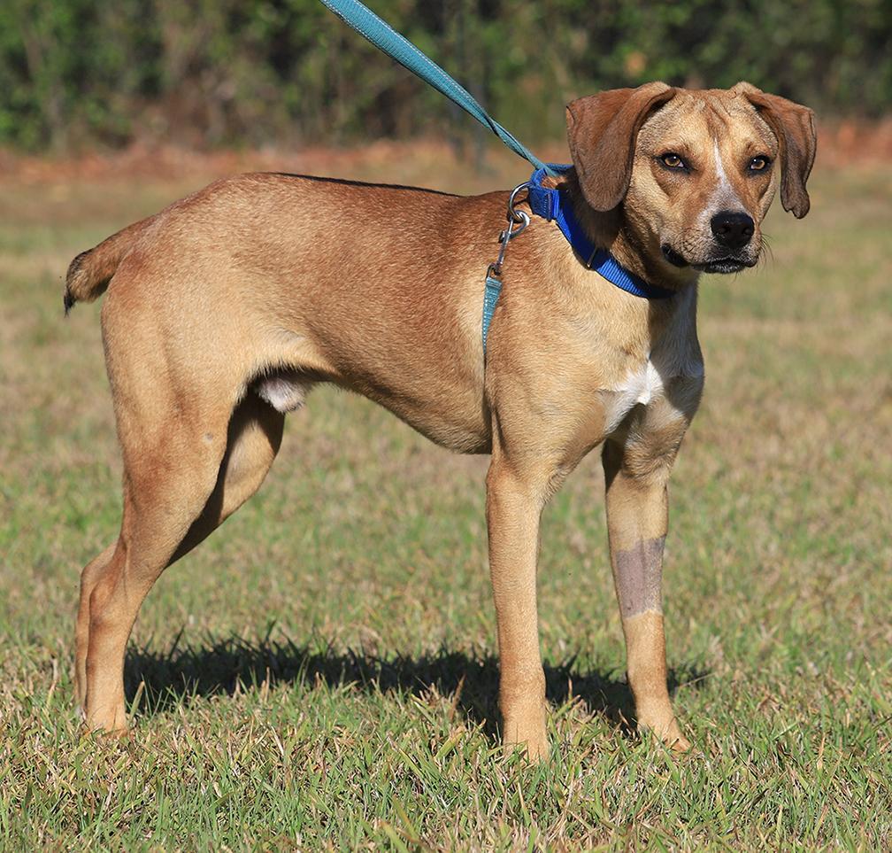 Enlarge Spartan, a Adoptable mixed breed in North Fort Myers, FL image 2/5