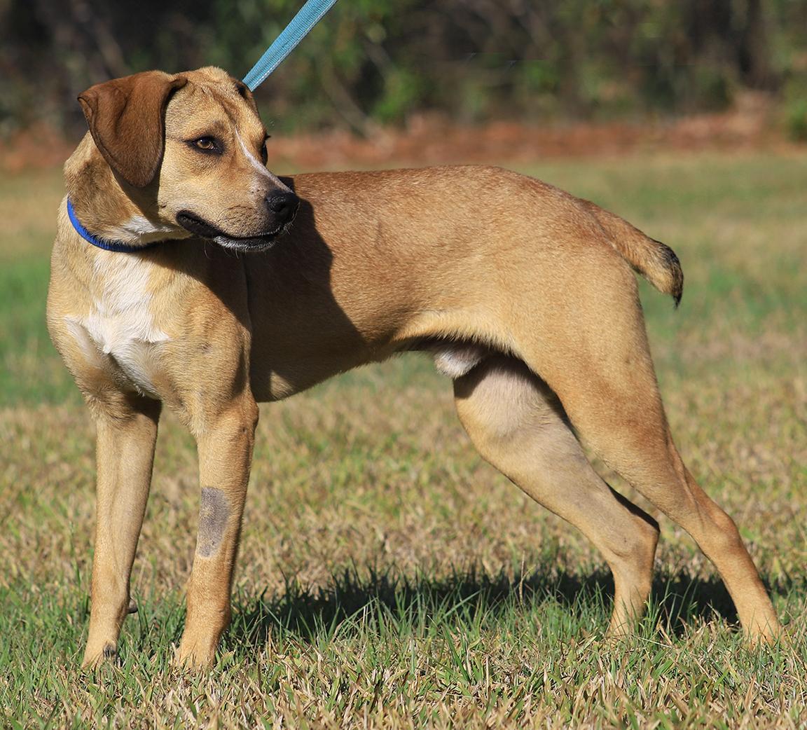 Enlarge Spartan, a Adoptable mixed breed in North Fort Myers, FL image 3/5