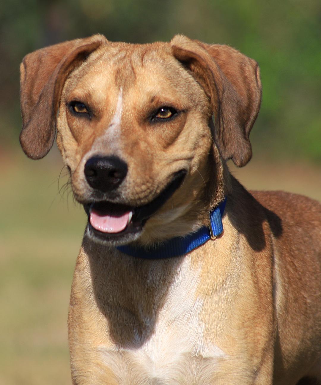 Enlarge Spartan, a Adoptable mixed breed in North Fort Myers, FL image 4/5