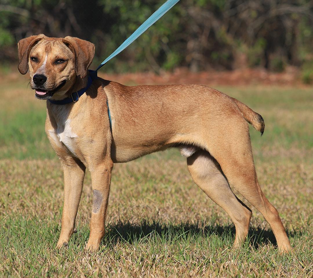 Enlarge Spartan, a Adoptable mixed breed in North Fort Myers, FL image 5/5