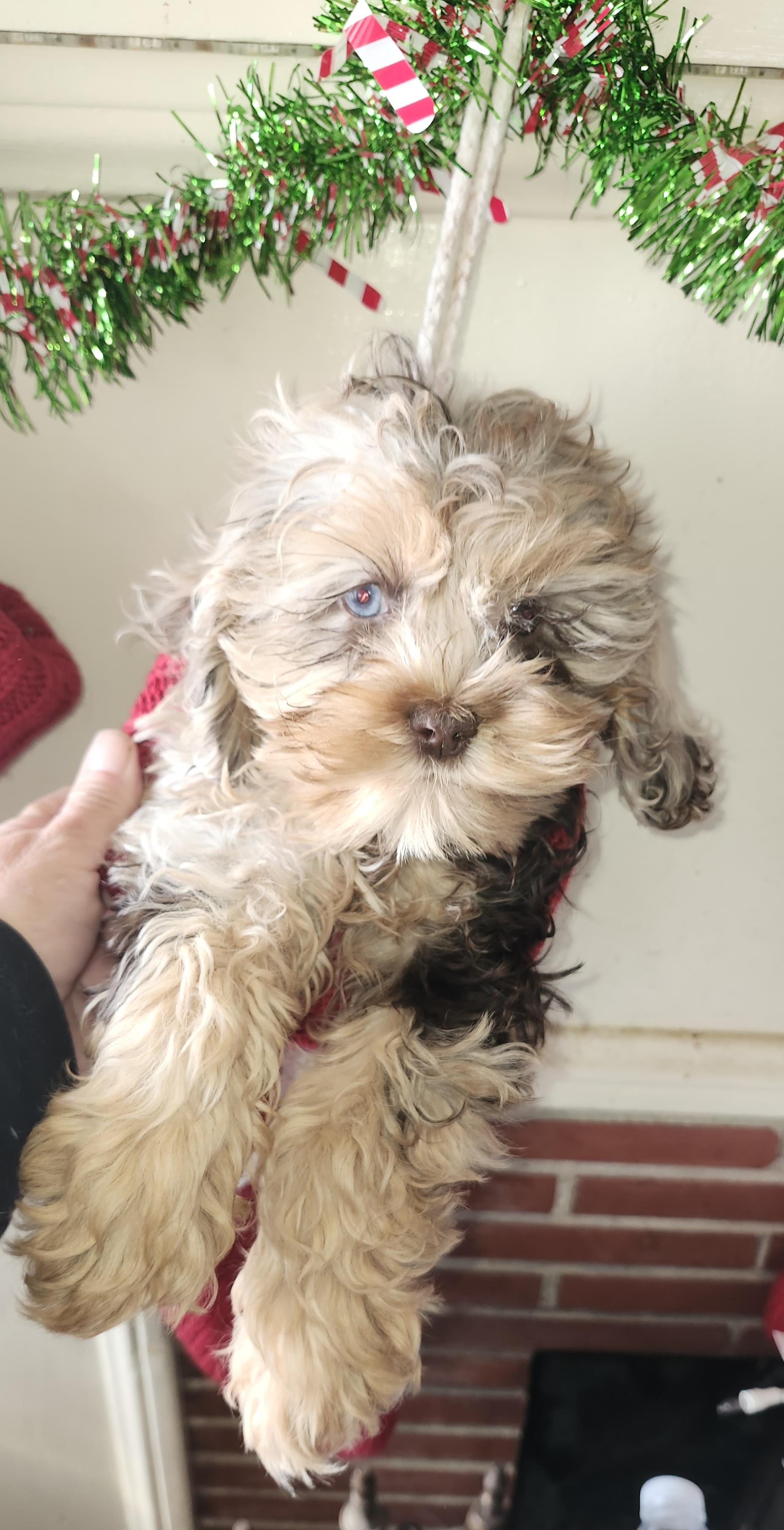 Minka, adopted, Puppy Female Cockapoo.