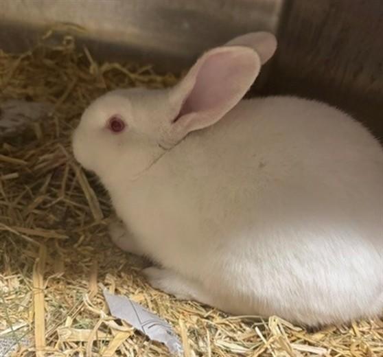 Enlarge VENUS, a Adoptable Bunny Rabbit in Anchorage, AK image 1/1