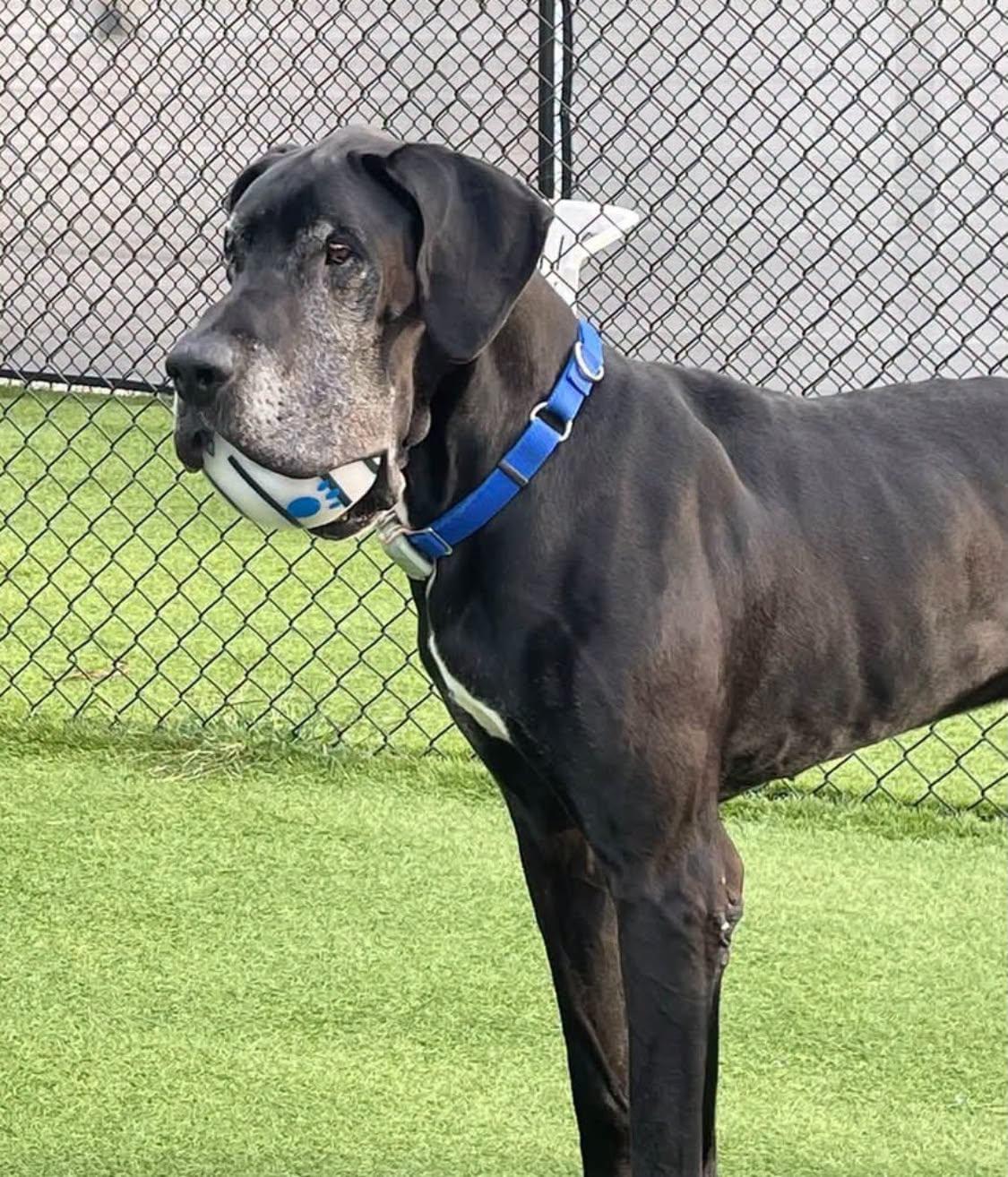 Enlarge Boomer, a Adoptable Great Dane in Westville, IN image 1/1