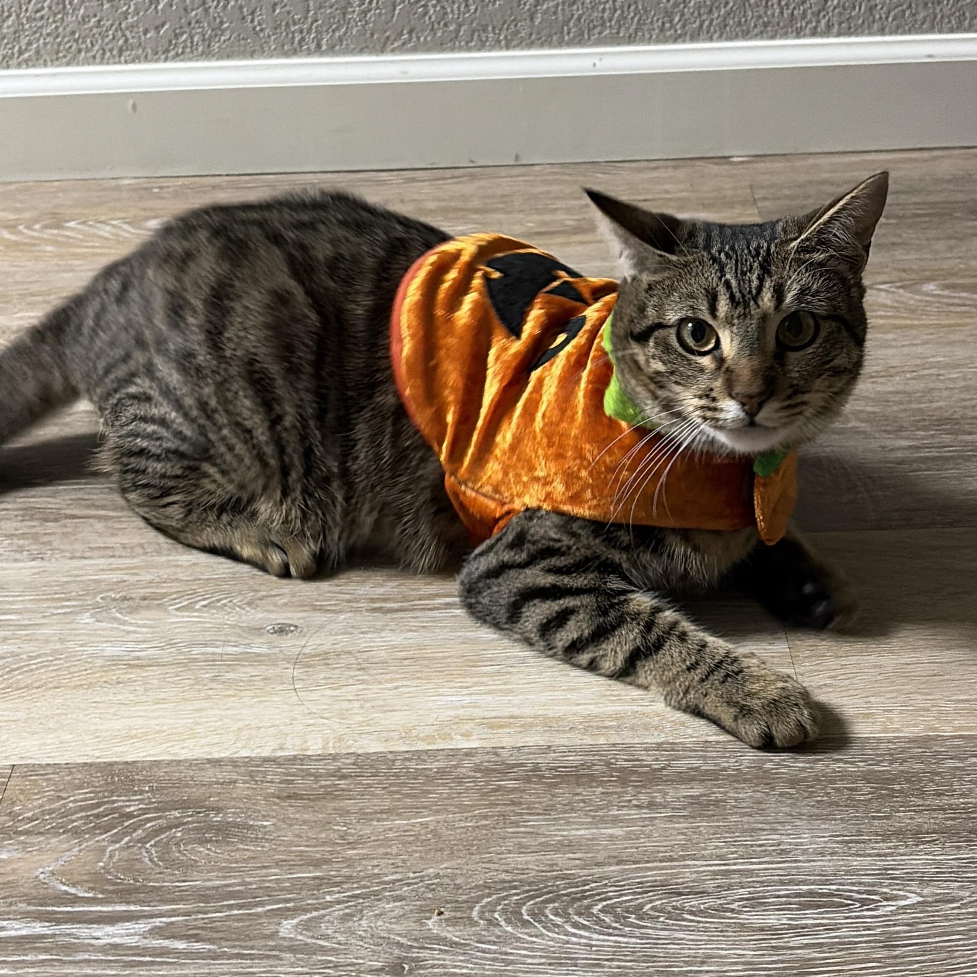 Whitney, ADOPTABLE, Young Male Domestic Short Hair.