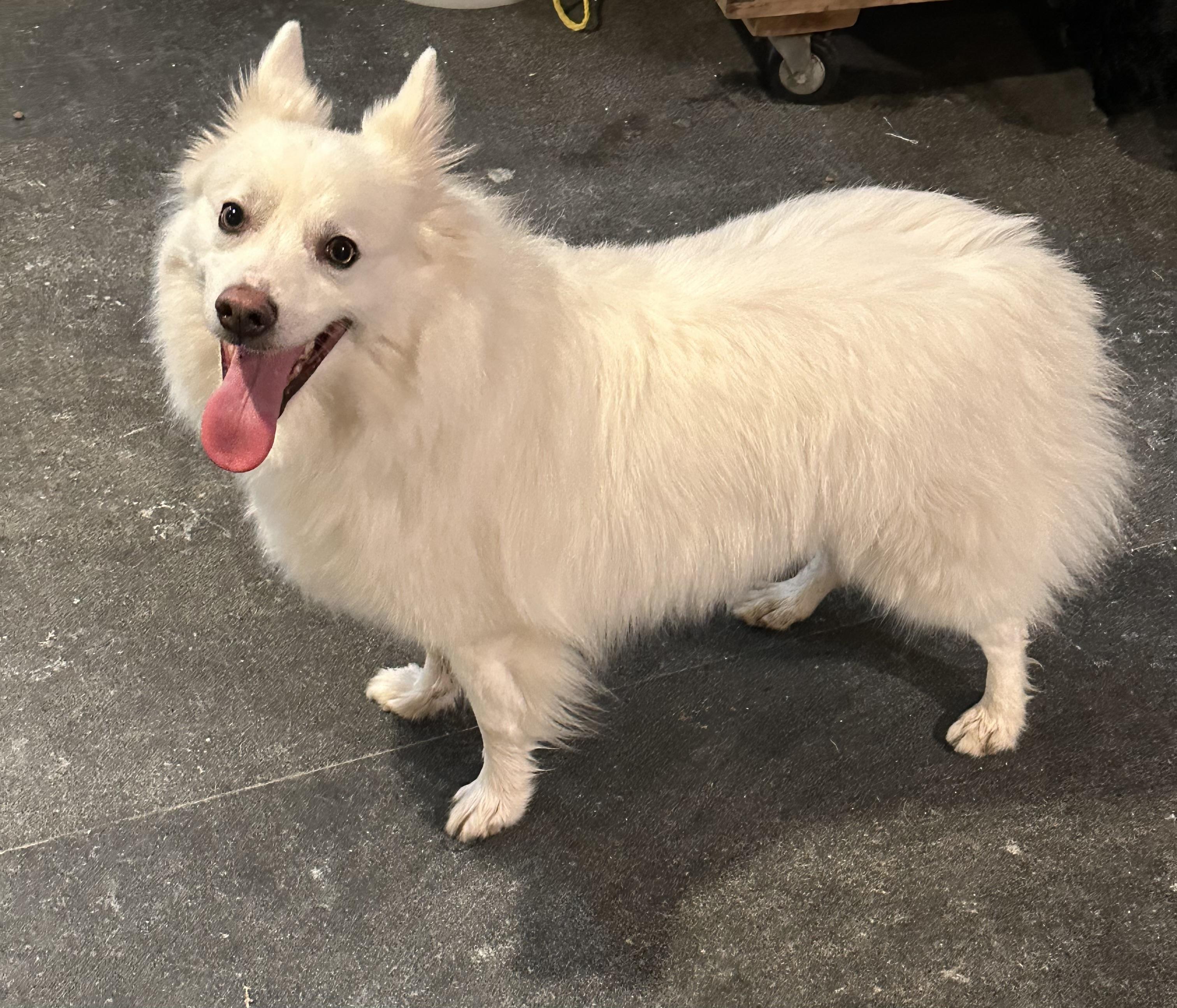 Wizard, an adoptable Spitz, American Eskimo Dog in Franklin, PA, 16323 | Photo Image 1