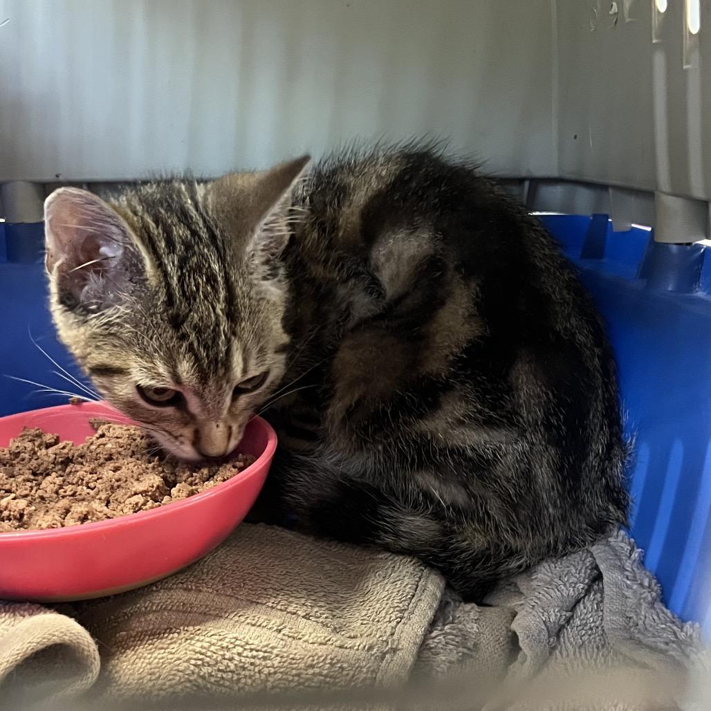 CD, Adoptable, Young Female Domestic Short Hair.