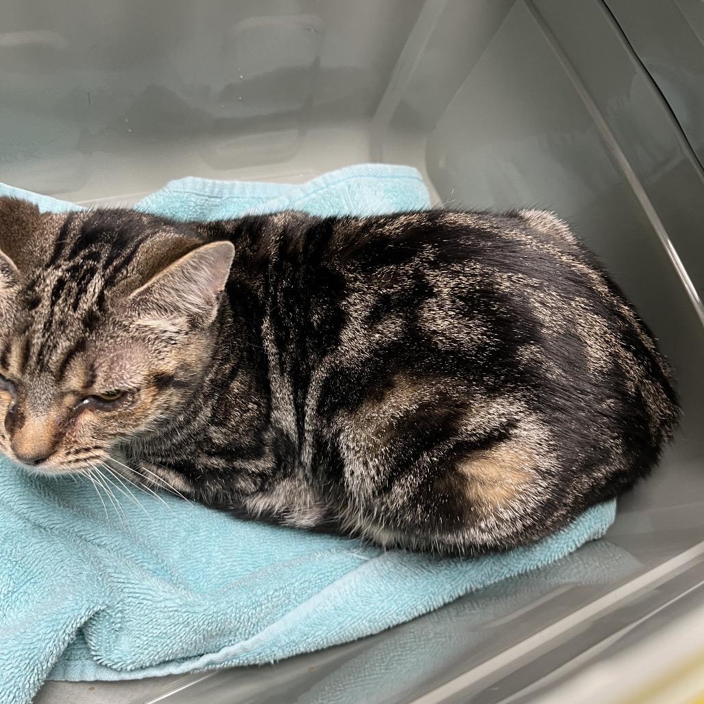 Enlarge CD, a Adoptable Domestic Short Hair in Mount Juliet, TN image 2/5