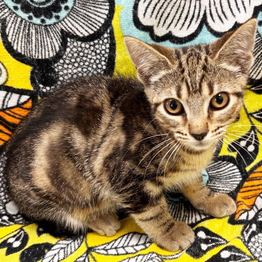 Enlarge CD, a Adoptable Domestic Short Hair in Mount Juliet, TN image 3/5