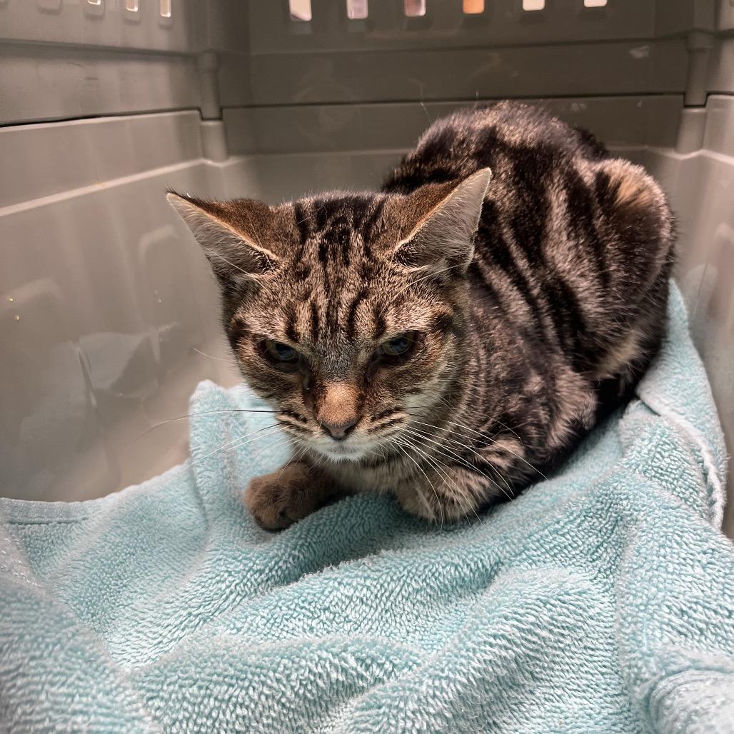 Enlarge CD, a Adoptable Domestic Short Hair in Mount Juliet, TN image 4/5