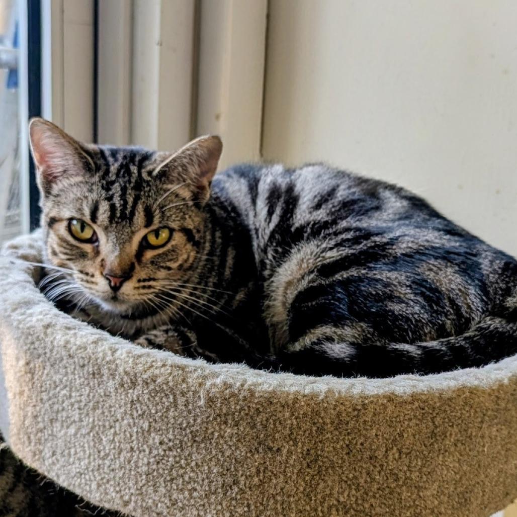 Enlarge CD, a Adoptable Domestic Short Hair in Mount Juliet, TN image 5/5