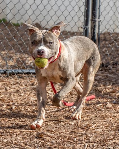 Medlar, Adoptable, Adult Male Mixed Breed & Mixed Breed.