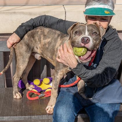 Enlarge Medlar, a Adoptable mixed breed in Chamblee, GA image 2/3