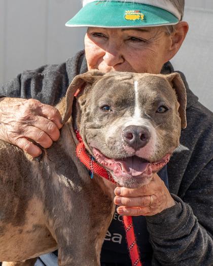 Enlarge Medlar, a Adoptable mixed breed in Chamblee, GA image 3/3