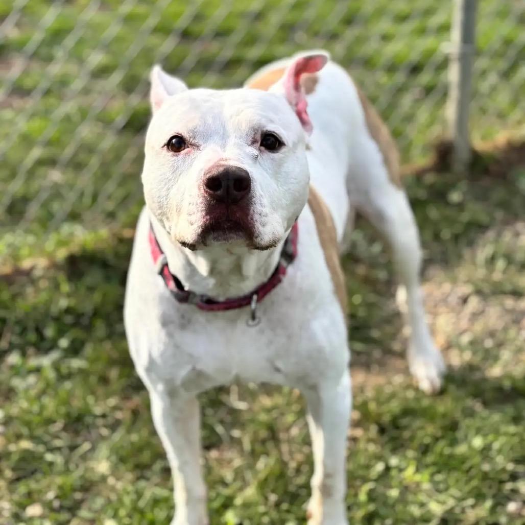 Diamond, Adoptable, Senior Female Pit Bull Terrier.