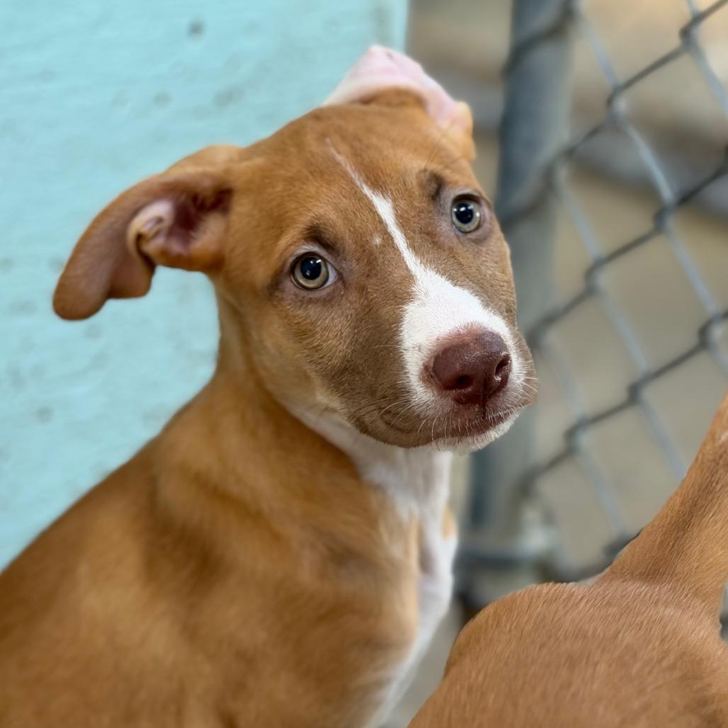 Enlarge Sophie, a Adoptable mixed breed in Tulsa, OK image 1/2