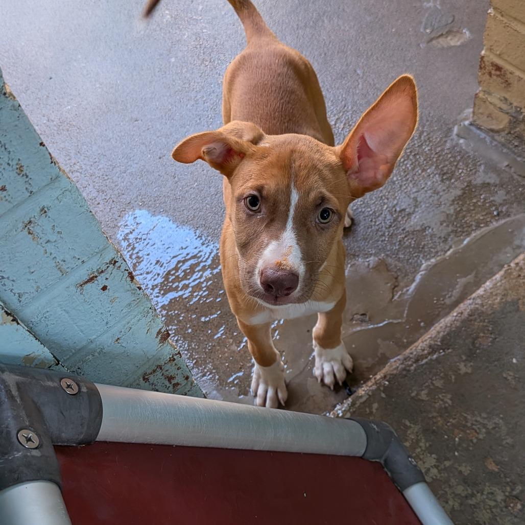 Enlarge Sophie, a Adoptable mixed breed in Tulsa, OK image 2/2
