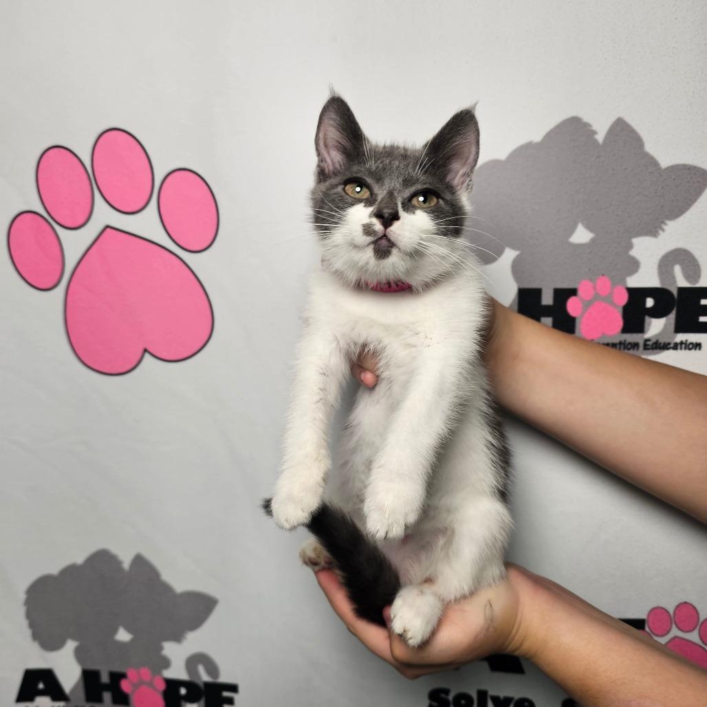 Flop, Adoptable, Kitten Female American Shorthair.