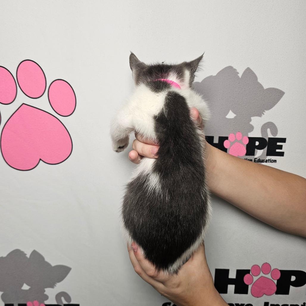 Enlarge Flop, a Adoptable mixed breed image 2/2