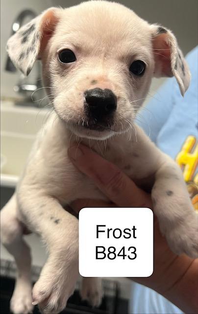 Enlarge Frost, a Adoptable mixed breed in Morganton, NC image 1/1