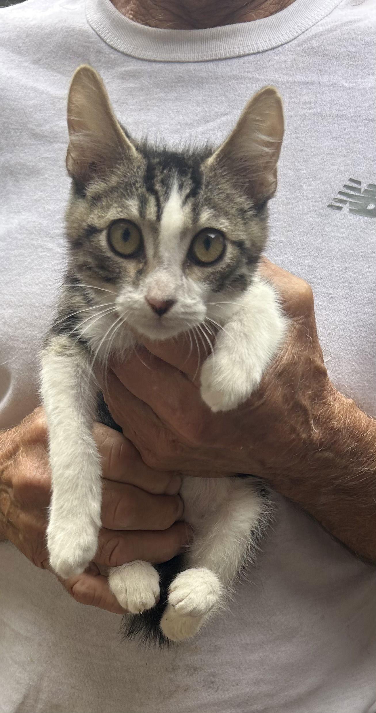 Jet, Adoptable, Kitten Male Tabby & Bengal.